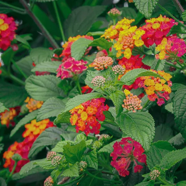 Fiori Fioriti Belli Colorati Della Lantana Dell India Occidentale — Foto Stock