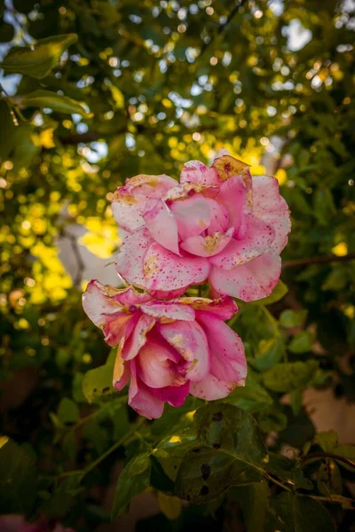 Pionowe Zbliżenie Różowej Róży Zamazanym Tłem — Zdjęcie stockowe