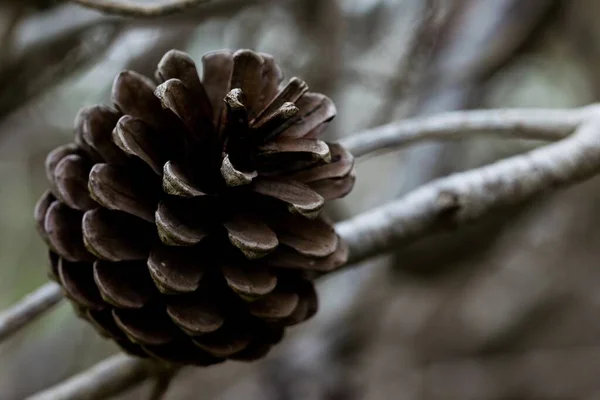Aleppo Pine Cone Open Having Released All Its Seeds Growing — Stock Photo, Image
