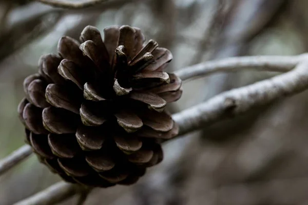 Aleppo Pine Cone Ανοιχτό Και Έχοντας Απελευθερώσει Όλους Τους Σπόρους — Φωτογραφία Αρχείου