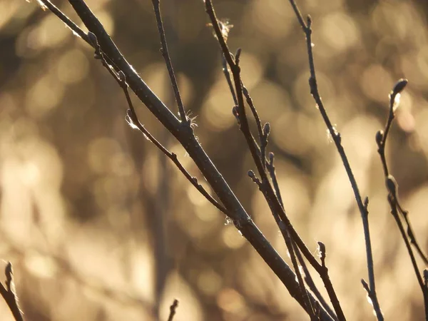 Detailní Záběr Dřevěné Větve Rozmazaným Pozadím — Stock fotografie