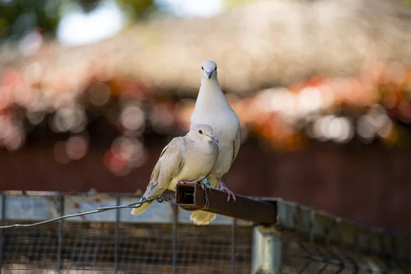 Een Close Shot Van Twee Witte Stamduiven Een Wazige Achtergrond — Stockfoto