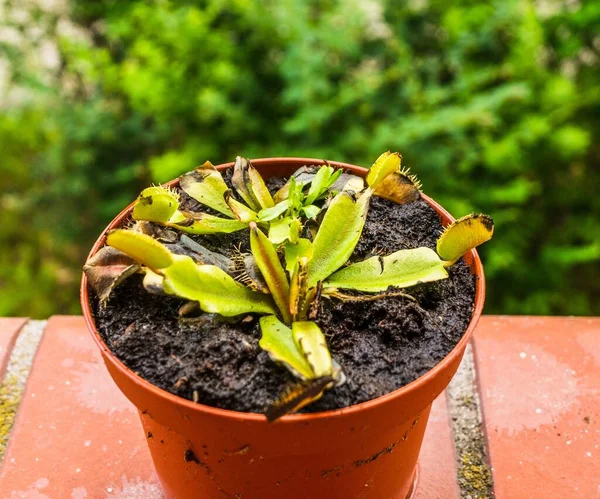 死にかけている毒フライトラップ植物のクローズアップ — ストック写真