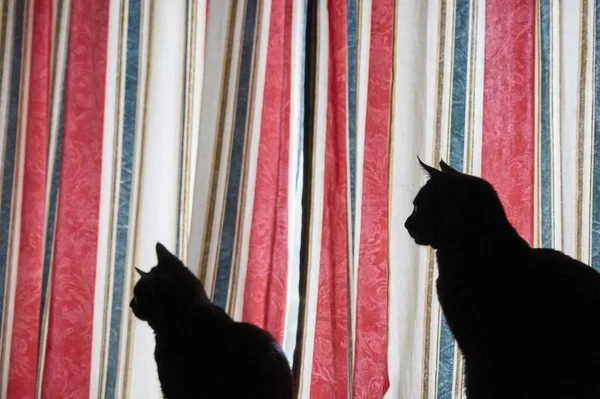 Dos Gatos Negros Una Sala Luz Sobre Fondo Tela Rayada — Foto de Stock