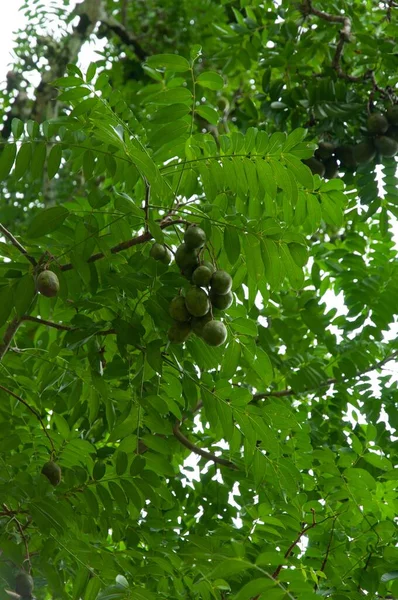 Tiro Ângulo Baixo Das Nozes Mandshurica Juglans — Fotografia de Stock