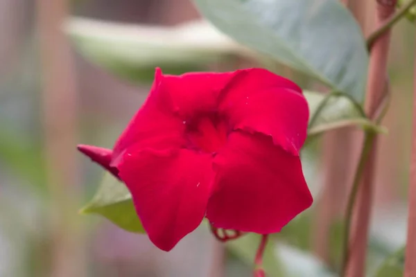 Gros Plan Une Fleur Trompette Rouge Dans Jardin — Photo