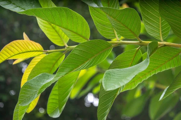 Guava Zöld Leveleinek Szelektív Fókusza — Stock Fotó