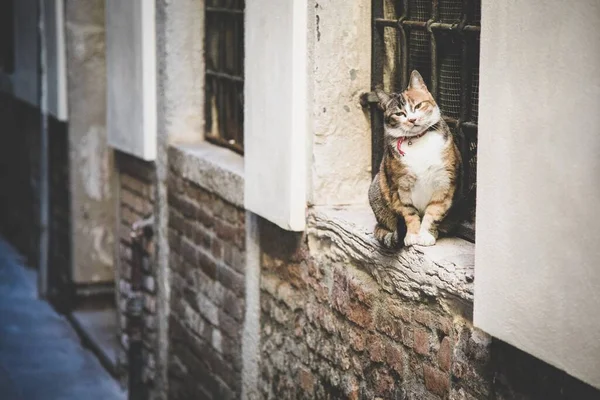 Красивая Пушистая Домашняя Кошка Сидит Окна Решетками Над Кирпичной Стеной — стоковое фото