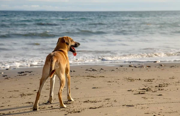 Ένα Χαριτωμένο Σκυλί Black Mouth Cur Στέκεται Στην Αμμώδη Παραλία — Φωτογραφία Αρχείου