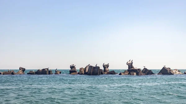 Colpo Panoramico Gabbiani Roccia Marina Rimini Spiaggia Italia — Foto Stock