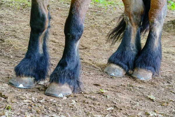 農場の土の地面に立って冷たい血の馬の4本の足のクローズアップショット — ストック写真