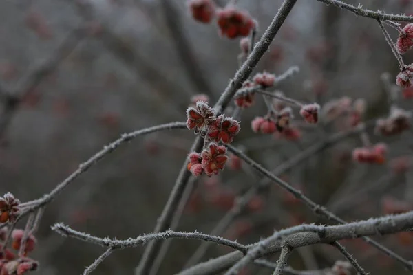 Plan Rapproché Branches Rose Hip Recouvertes Givre — Photo