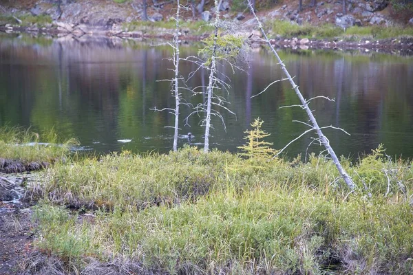 Die Bäume Vor Dem Wasser Kanada Tag — Stockfoto