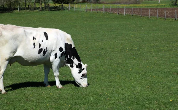 Beau Cliché Vaches Broutant Dans Une Prairie Agricole — Photo