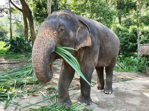 Ein Niedlicher Elefant Mit Grünen Blättern Und Dem Rüssel Der — Stockfoto
