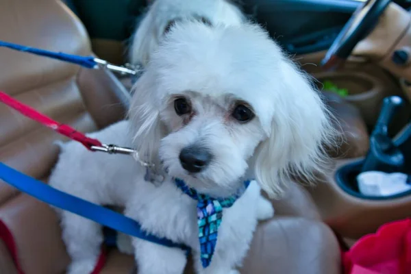 車の助手席にかわいい白いマルタの子犬のクローズアップショット — ストック写真