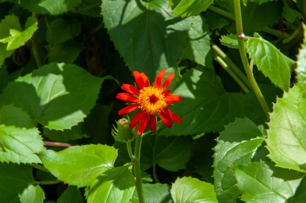 Den Blommade Röda Zinnia Angustifolia Blomma — Stockfoto