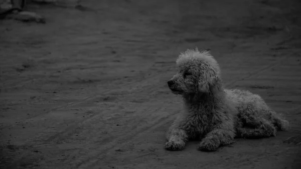 Gråskala Bild Pudel Hund Vilar Marken — Stockfoto