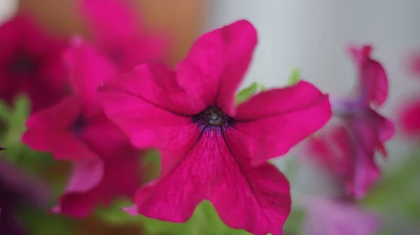 在淡淡的粉红花瓣背景上的粉色牡丹花的水平特写镜头 — 图库照片