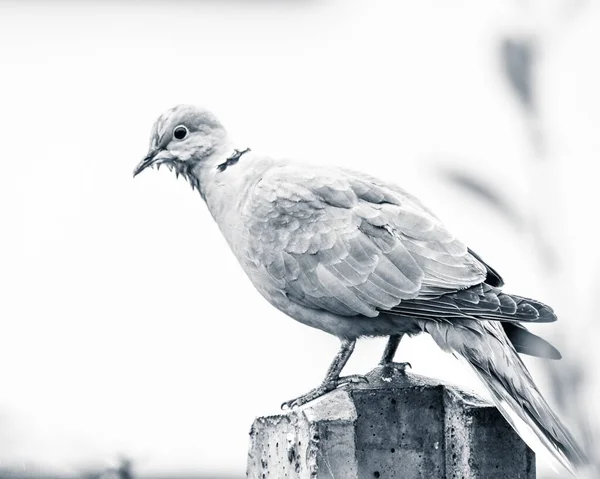 A grayscale shot of a Eurasian collared dove standing on a concrete surface