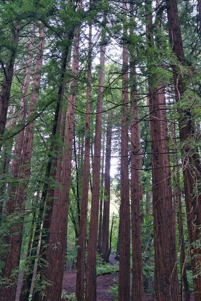 Vertikální Záběr Vysokých Stromů Zelenými Listy Lese Denního Světla — Stock fotografie