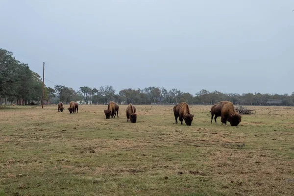 Grandes Bisões Marrons Pastando Grama Texas — Fotografia de Stock