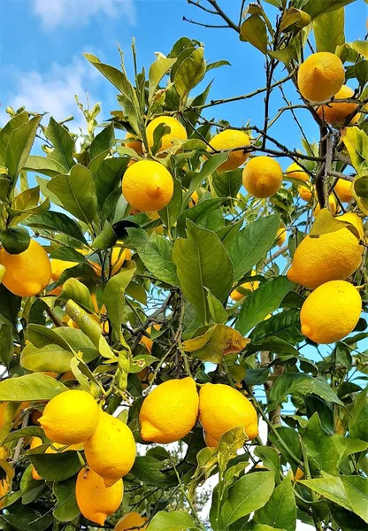 Vertical Closeup Shot Branches Ripe Lemon — Stock Photo, Image