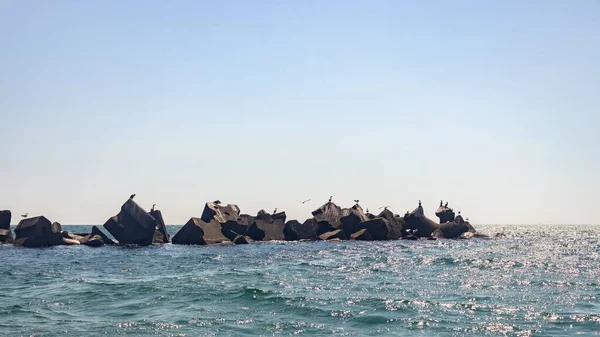 Ein Panoramabild Von Möwen Auf Meeresfelsen Strand Von Rimini Italien — Stockfoto