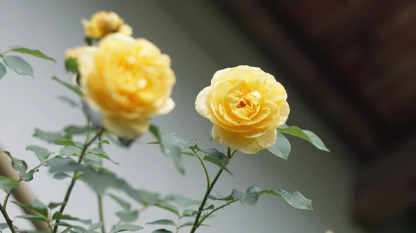 줄기와 아름다운 장미의 꽃봉오리 — 스톡 사진
