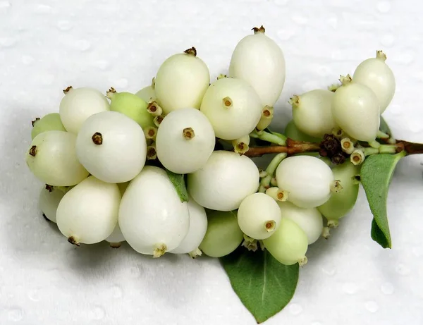 Primer Plano Los Frutos Comunes Baya Nieve — Foto de Stock