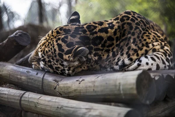 Een Ondiepe Focus Shot Van Een Wilde Luipaard Slapend Spant — Stockfoto