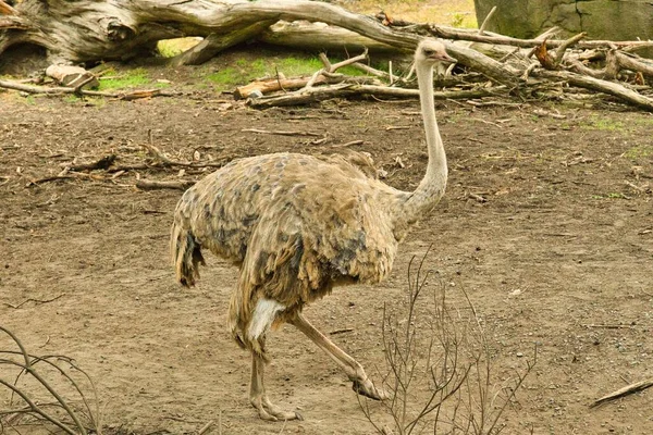 Primo Piano Uno Struzzo Che Cammina Uno Zoo Durante Giorno — Foto Stock