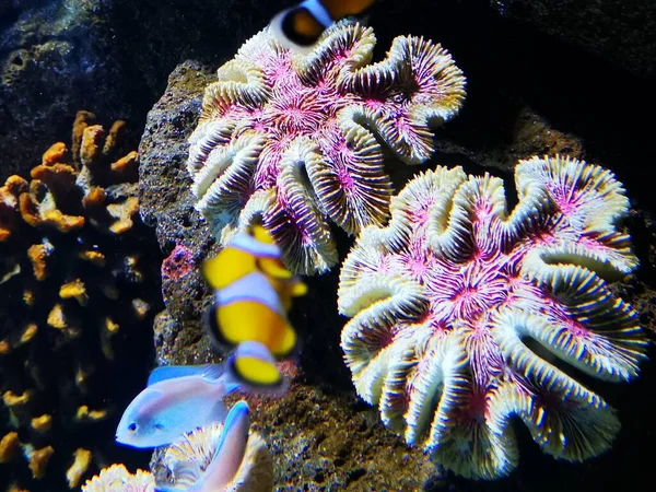 Gros Plan Anémone Rose Mer Sous Mer Sous Lumière Soleil — Photo