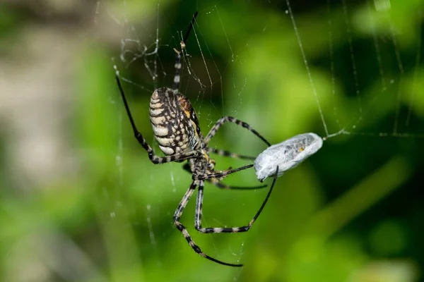 Banded Argiope Spider Argiope Trifasciata Nätet Att Äta Sin Måltid — Stockfoto