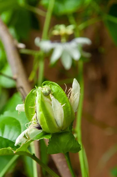 Μια Επιλεκτική Εστίαση Του Ανθισμένου Μπουμπούκιού Ενός Λευκού Λουλουδιού — Φωτογραφία Αρχείου