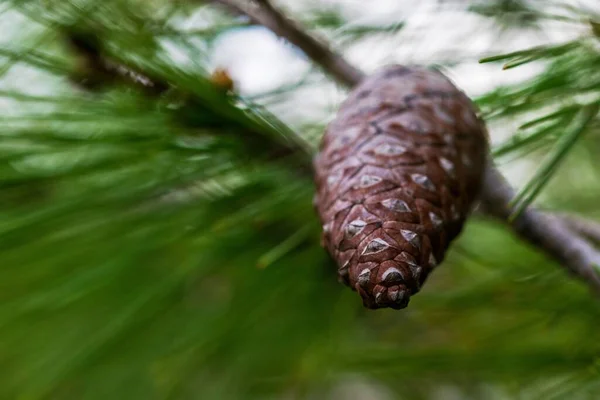 Aleppo Pine Cone Ainda Fechado Carregado Com Sementes Crescendo Partir — Fotografia de Stock