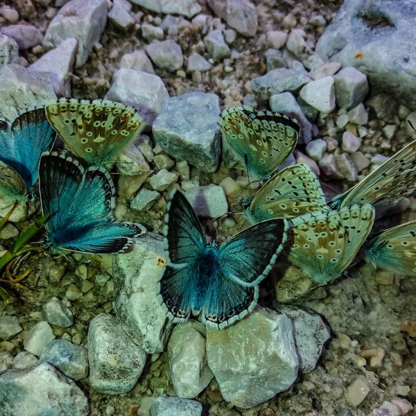 Tiro Ângulo Alto Turquesa Borboletas Grupo Uma Terra Rochosa — Fotografia de Stock