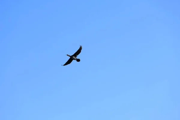 Eine Isolierte Aufnahme Eines Vogels Tiefflug Klaren Blauen Himmel — Stockfoto