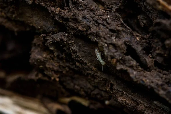 Små Vita Termiter Som Gräver Sig Ett Träd Vid Busker — Stockfoto