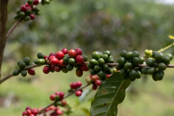 Selective Focus Shot Growing Currants Tree Branches — Stock Photo, Image