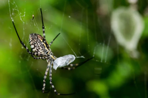 Eine Gebänderte Argiope Spinne Argiope Trifasciata Auf Ihrem Netz Die — Stockfoto