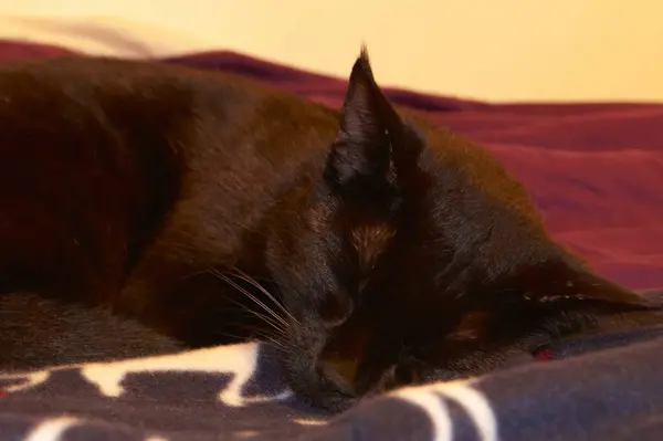 黒い猫がベッドの上に寝そべっていた — ストック写真