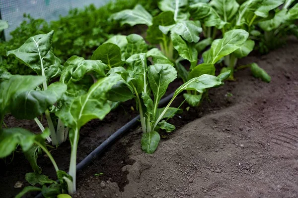 Primer Plano Las Plantas Crecimiento Invernadero Perfecto Para Concepto Negocio — Foto de Stock