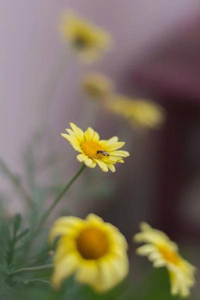 黄色の花を咲かせる垂直選択的フォーカスショット モバイルに最適 — ストック写真