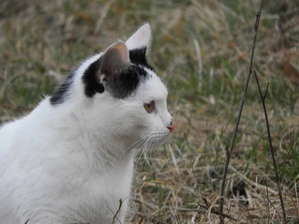 Een Schattige Witte Kat Met Zwarte Vlekken Zijn Hoofd Zittend — Stockfoto
