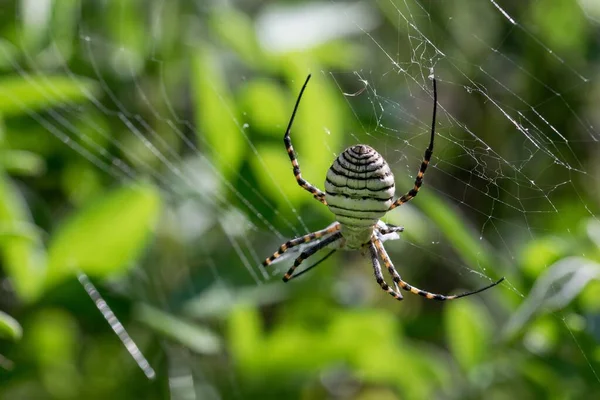 Bir Kuşak Argiope Örümceği Argiope Trifasciata Yemeğini Yemek Üzeredir Muhtemelen — Stok fotoğraf
