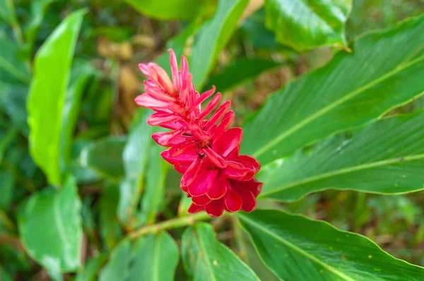 Çiçek Açan Büyük Yapraklı Güzel Kızıl Kızıl Çiçek — Stok fotoğraf