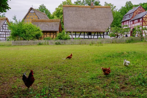 Some Chicken Hens Grass Open Air Museum Village Kommern Eifel — Stock Photo, Image
