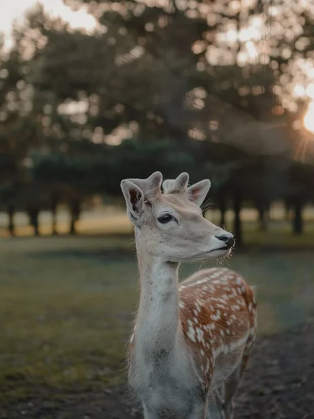 Een Selectieve Focus Shot Van Een Witstaarthert Een Landbouwgrond — Stockfoto