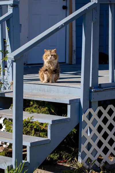 Verandadaki Sevimli Tüylü Renkli Bir Kedi — Stok fotoğraf